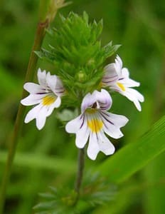 Eyebright